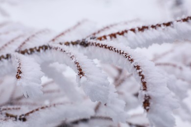 Photo of Tree branches covered with snow on winter day, closeup