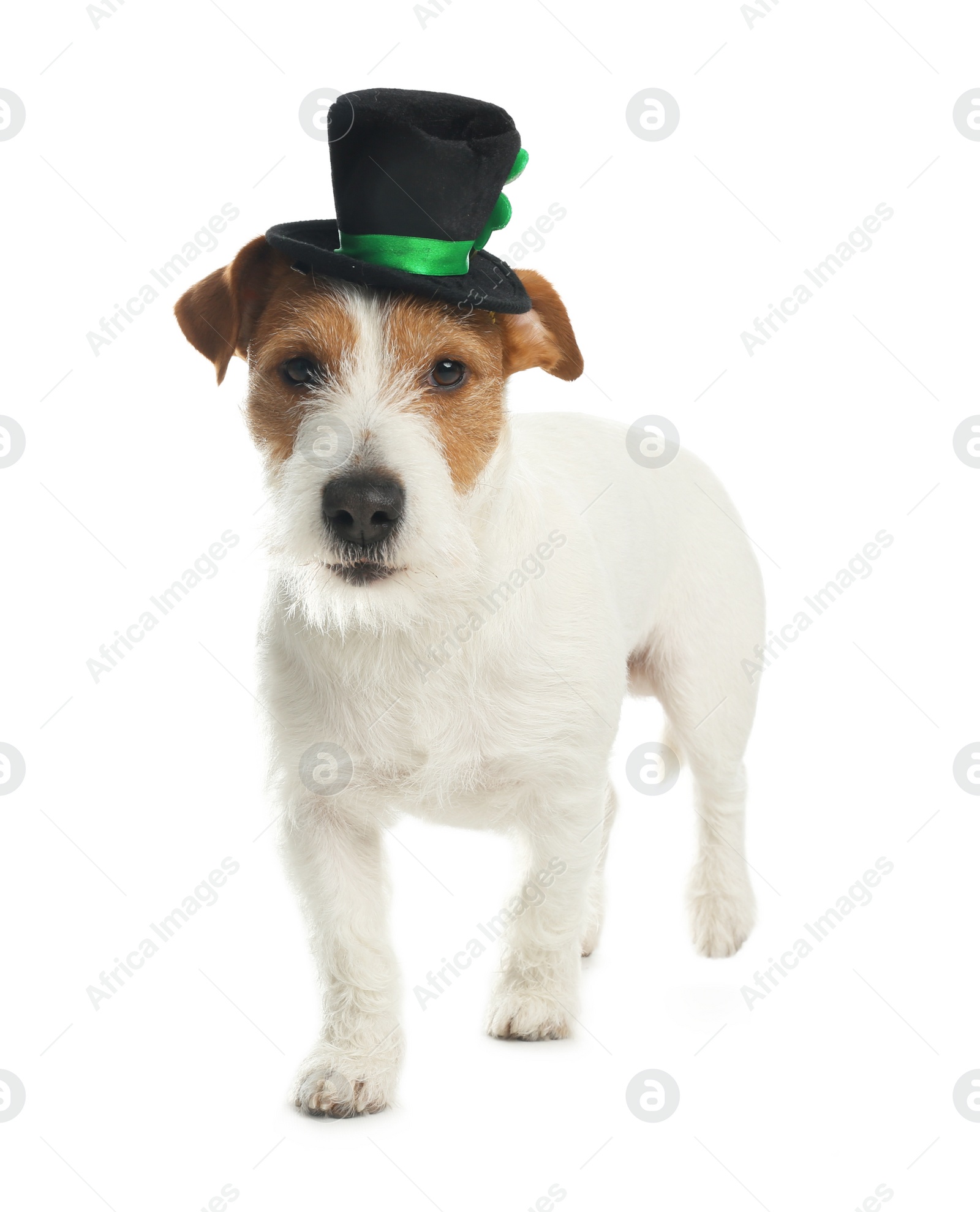 Photo of Jack Russell terrier with leprechaun hat on white background. St. Patrick's Day