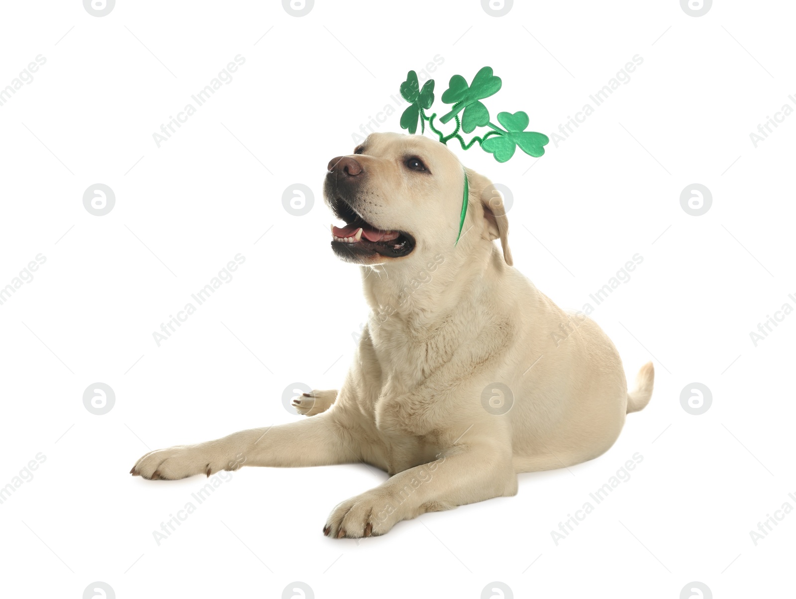 Photo of Labrador retriever with clover leaves headband on white background. St. Patrick's day