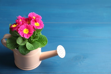 Photo of Beautiful pink primula (primrose) flower in watering can on blue wooden table, space for text. Spring blossom