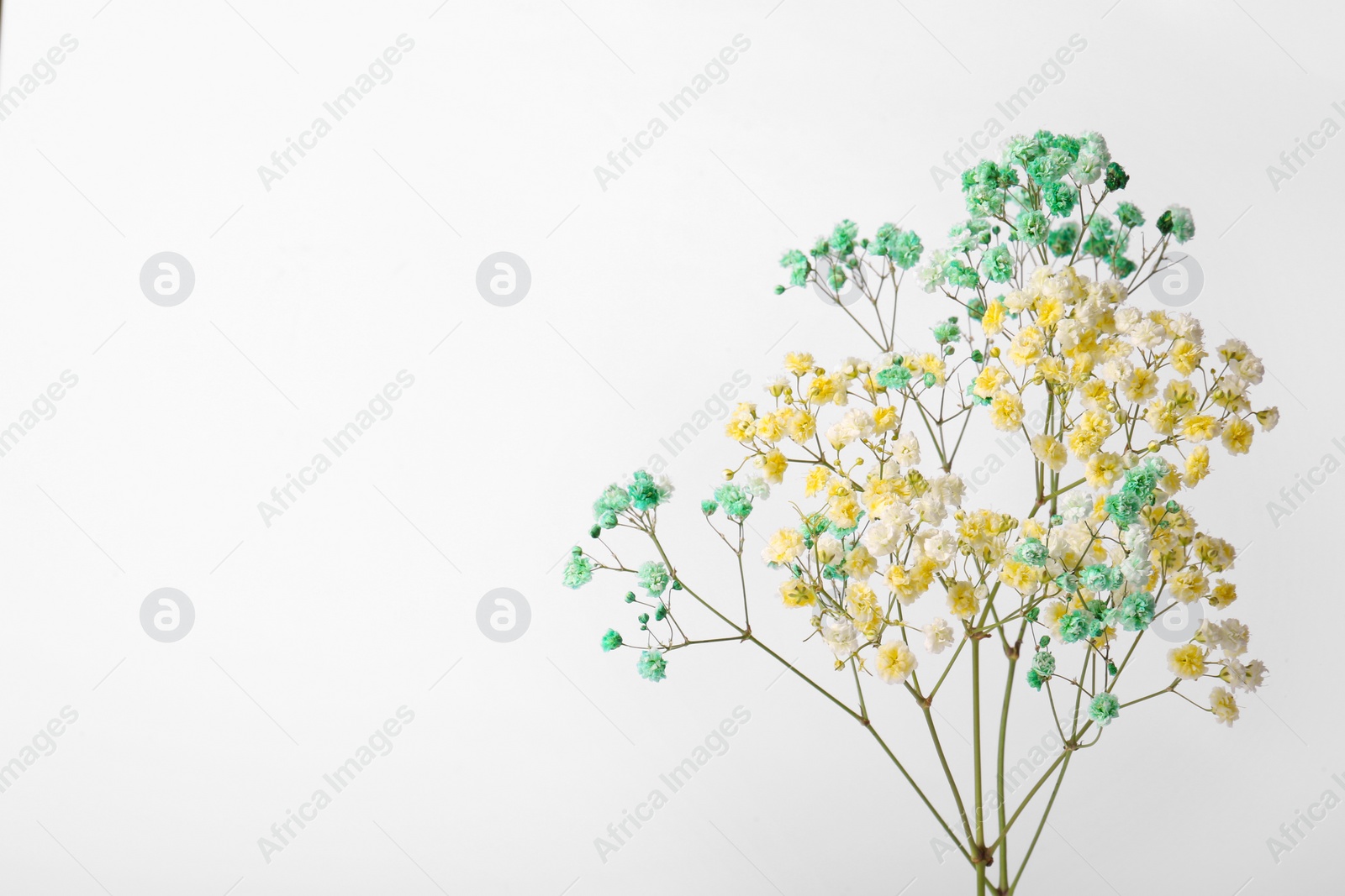 Photo of Beautiful colorful gypsophila flowers on white background