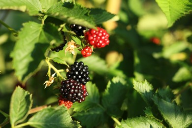 Ripe blackberries growing on bush outdoors, closeup. Space for text