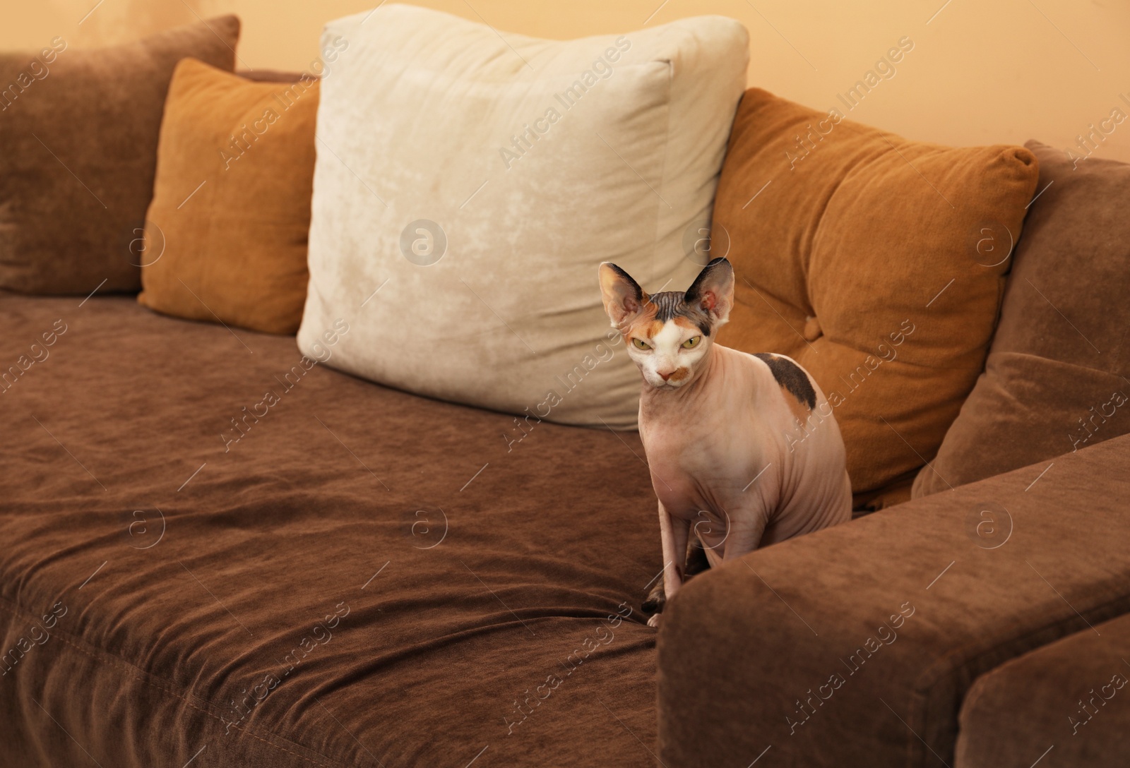 Photo of Adorable Sphynx cat sitting on sofa indoors