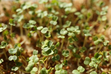 Photo of Growing microgreens. Many sprouted mustard seeds as background, closeup