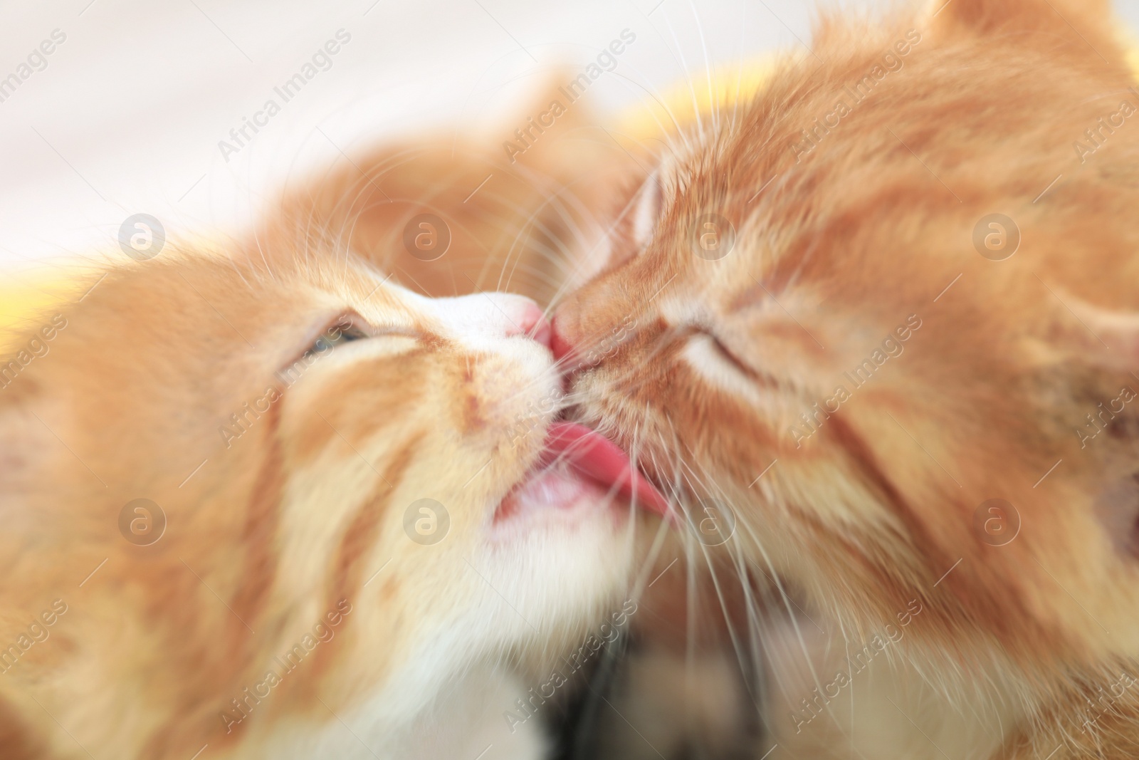 Photo of Cute little red kittens licking each other on blurred background, closeup view
