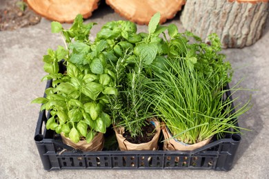 Photo of Different aromatic potted herbs in crate on floor