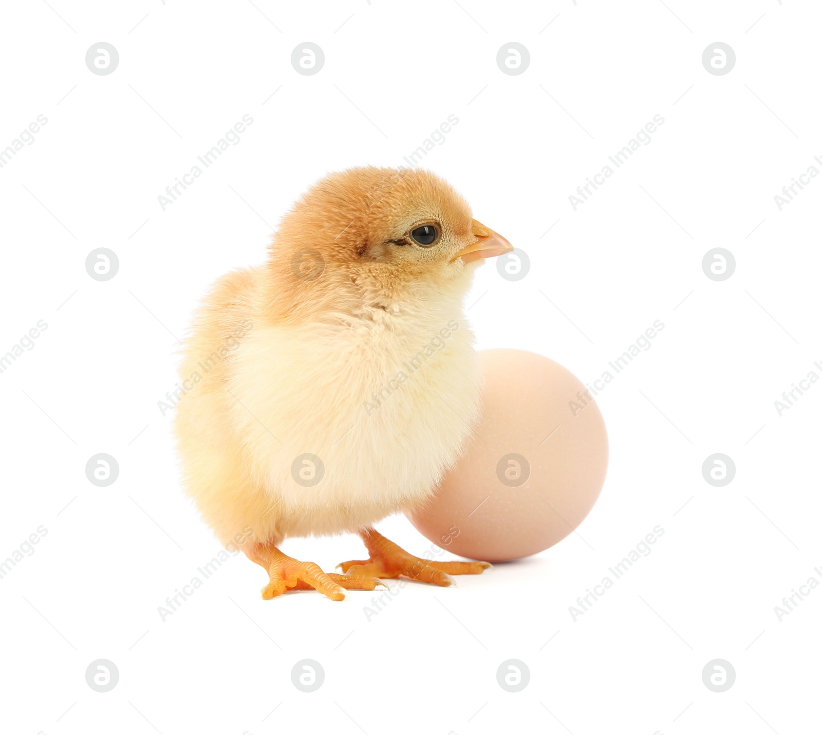 Photo of Cute chick and egg isolated on white. Baby animal