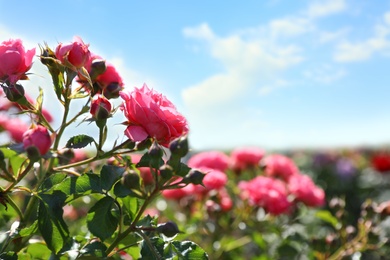 Photo of Green bush with beautiful roses in blooming garden on sunny day