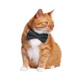 Photo of Cute cat with bow tie isolated on white