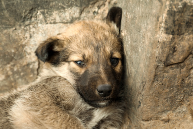 Photo of Homeless puppy outdoors, closeup. Stray baby animal