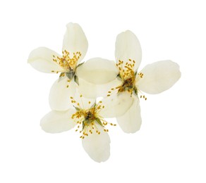 Photo of Wild dried meadow flowers on white background, top view