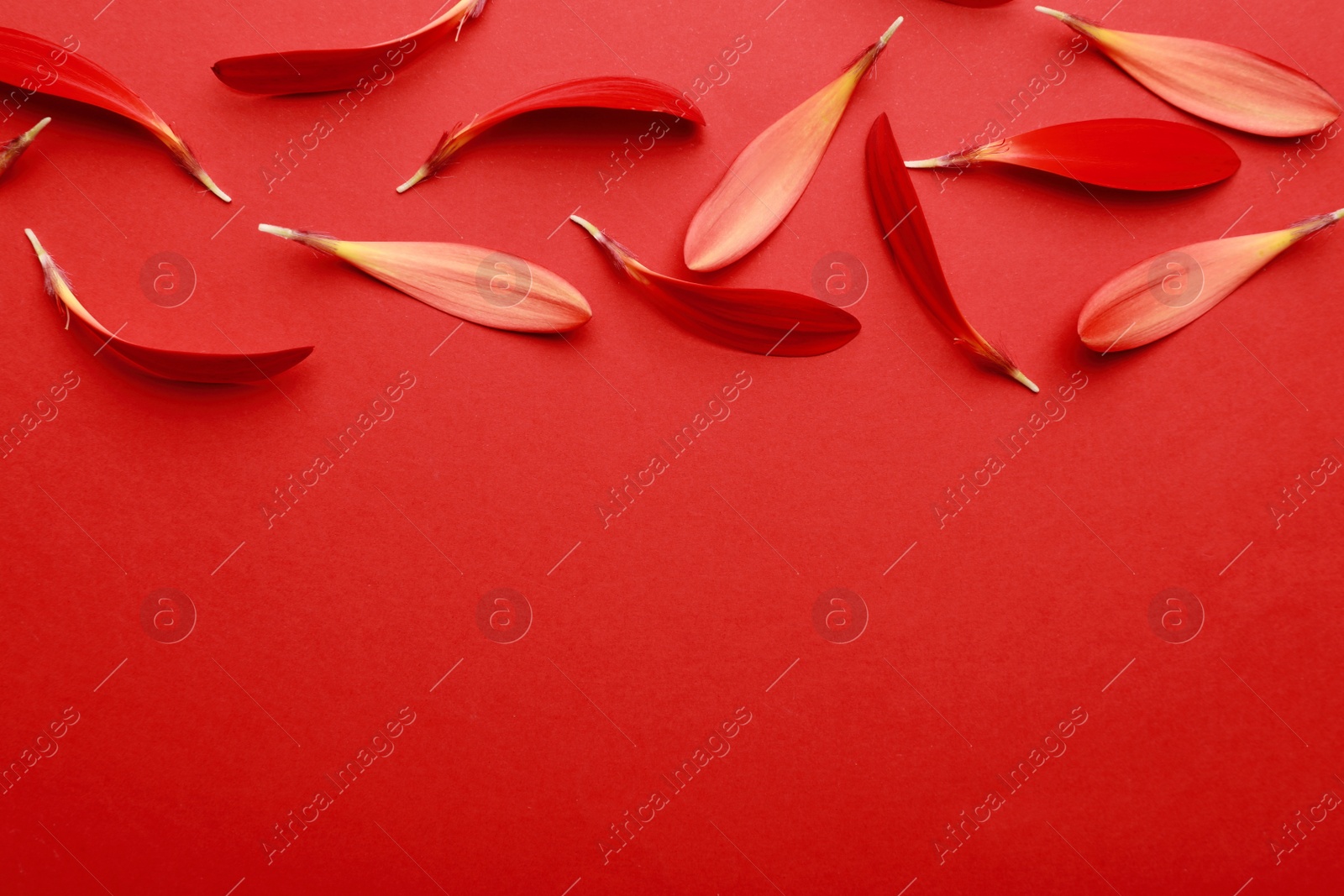 Photo of Beautiful fresh gerbera petals on red background, flat lay. Space for text