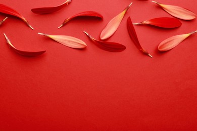 Beautiful fresh gerbera petals on red background, flat lay. Space for text