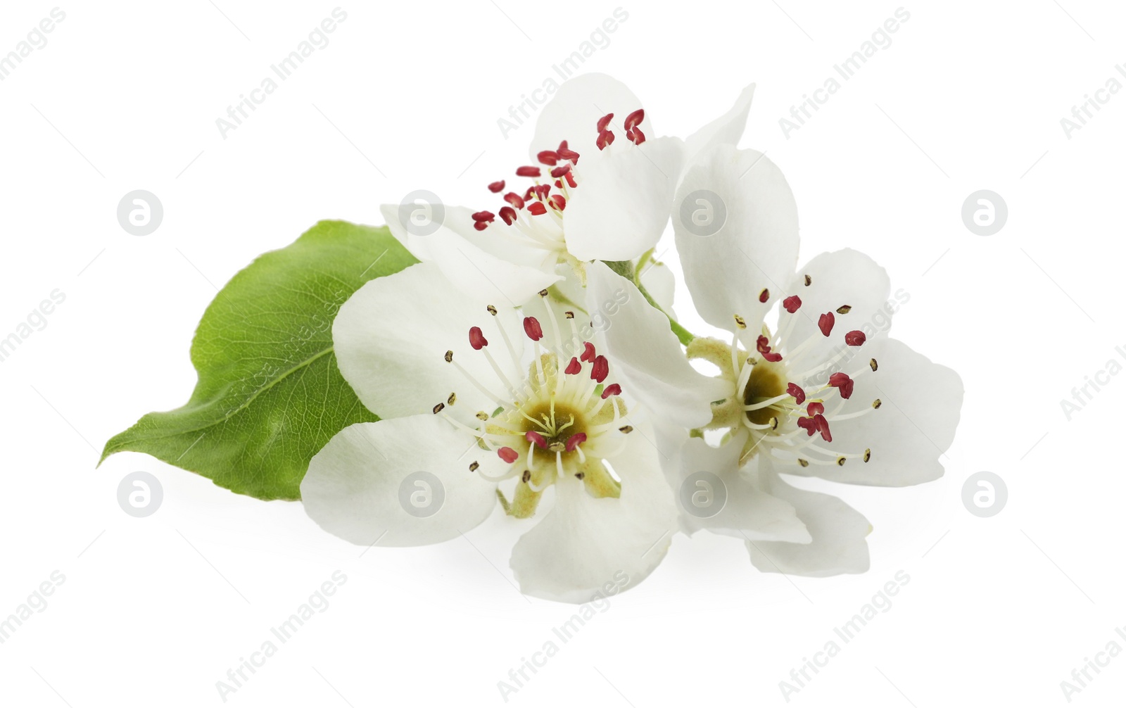 Photo of Beautiful flowers with leaves of blossoming pear tree on white background