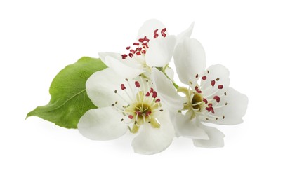 Beautiful flowers with leaves of blossoming pear tree on white background