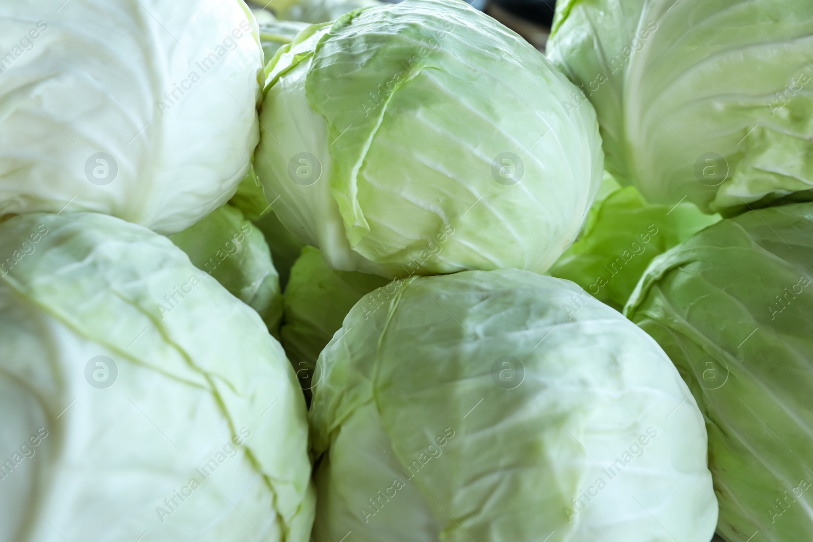 Photo of Pile of ripe white cabbages as background, closeup