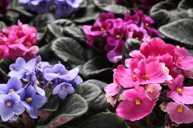 Photo of Beautiful blooming violets as background. Plants for house decor