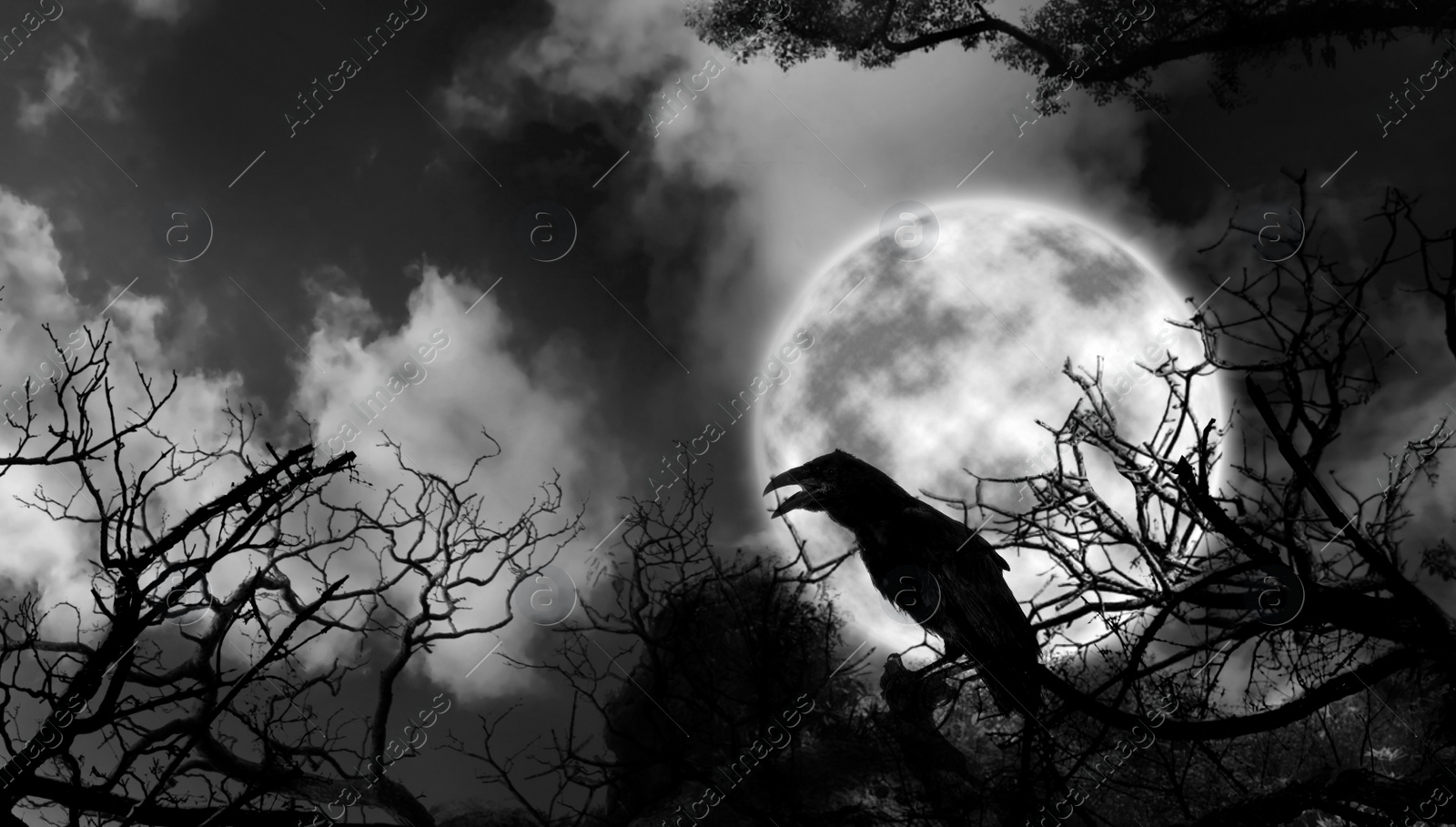 Image of Creepy black crow croaking in scary dark forest on full moon night