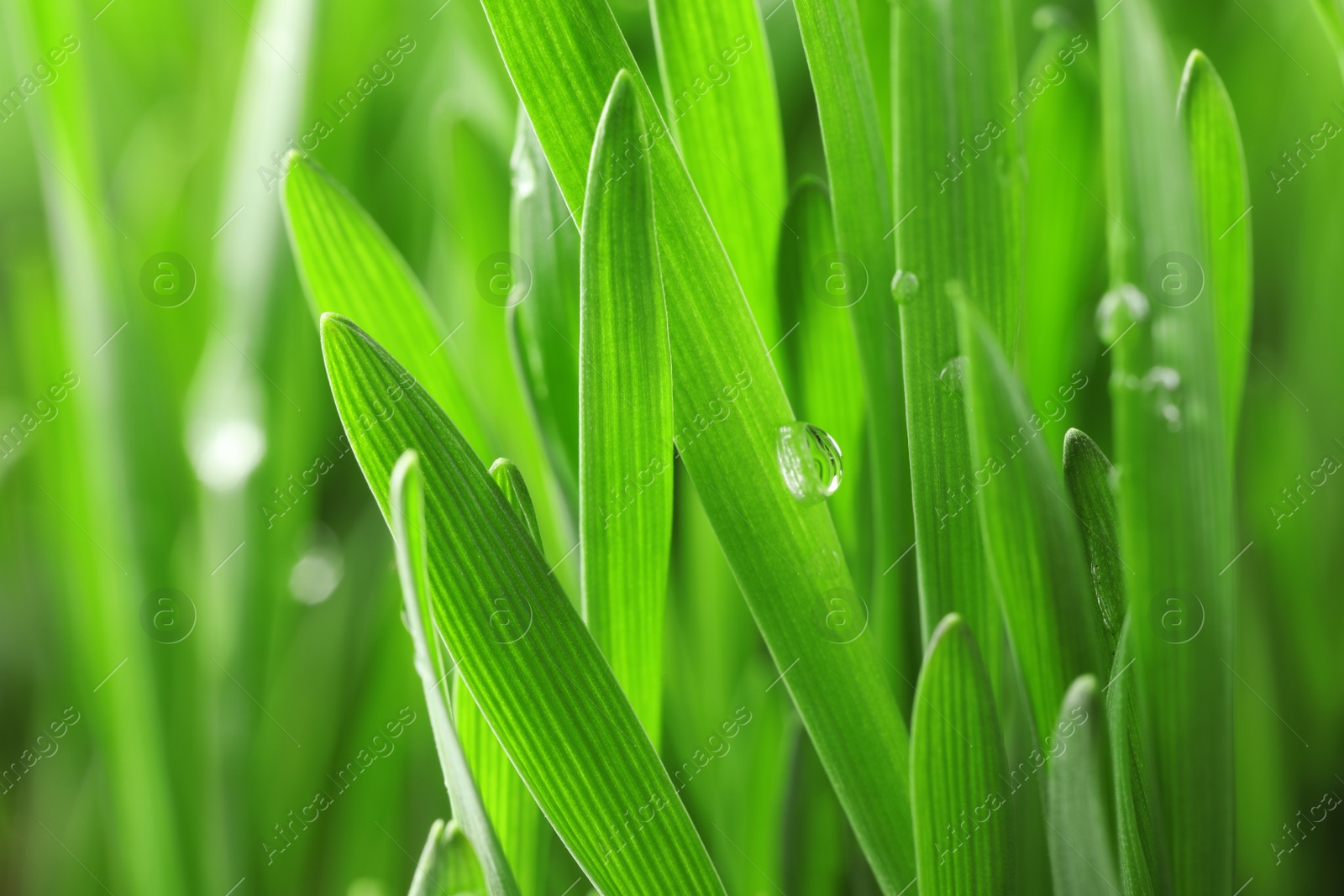 Photo of Green lush grass with water drops on blurred background, closeup