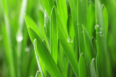 Green lush grass with water drops on blurred background, closeup