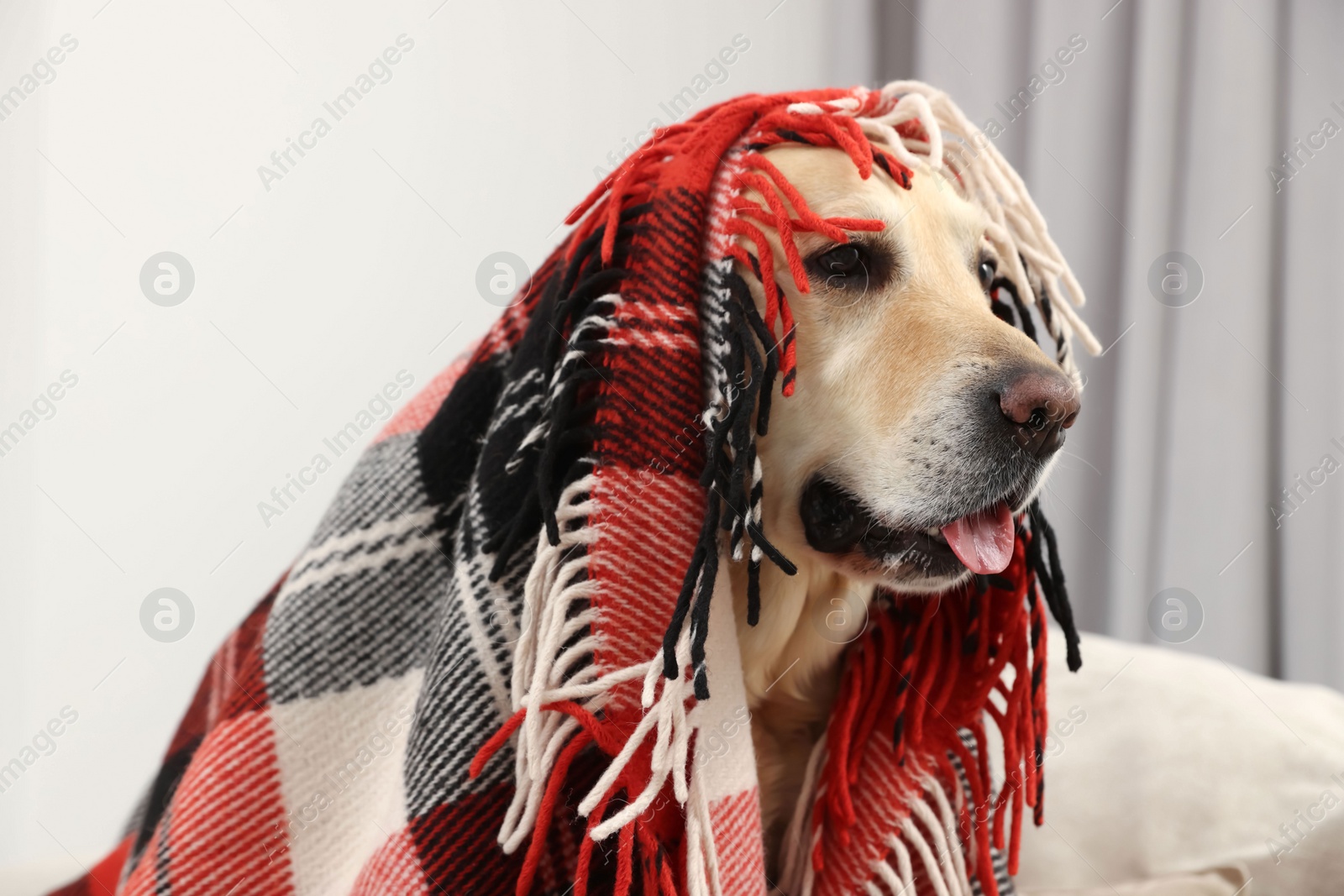 Photo of Cute Labrador Retriever with plaid at home, closeup