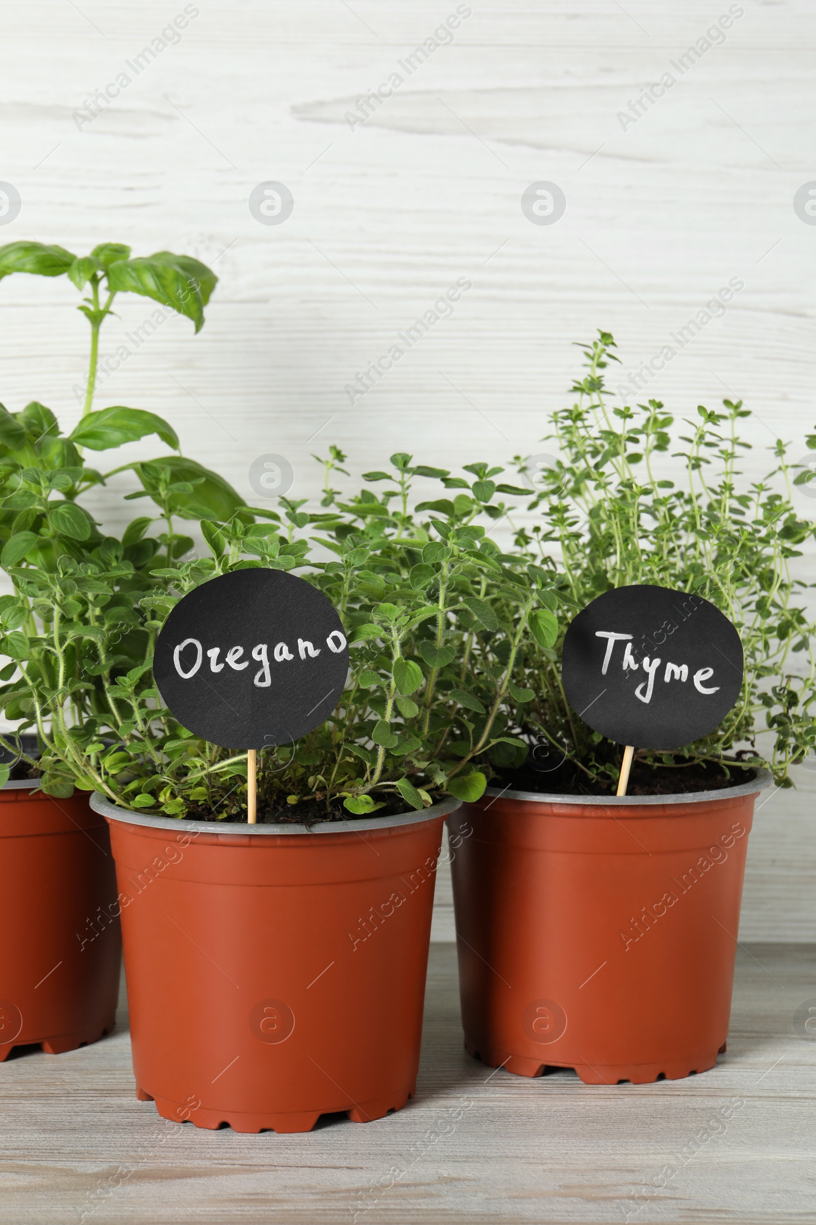 Photo of Different aromatic potted herbs on light wooden table, closeup