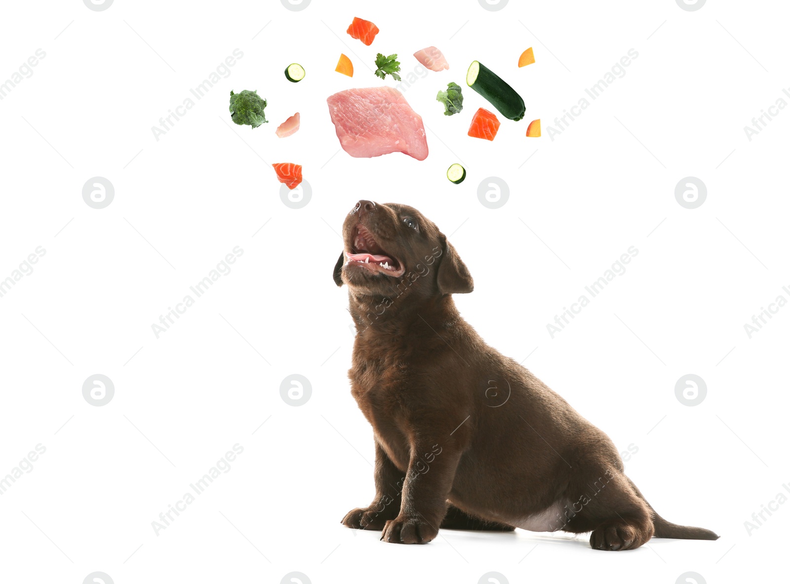 Image of Cute dog surrounded by fresh products rich in vitamins on white background. Healthy diet for pet