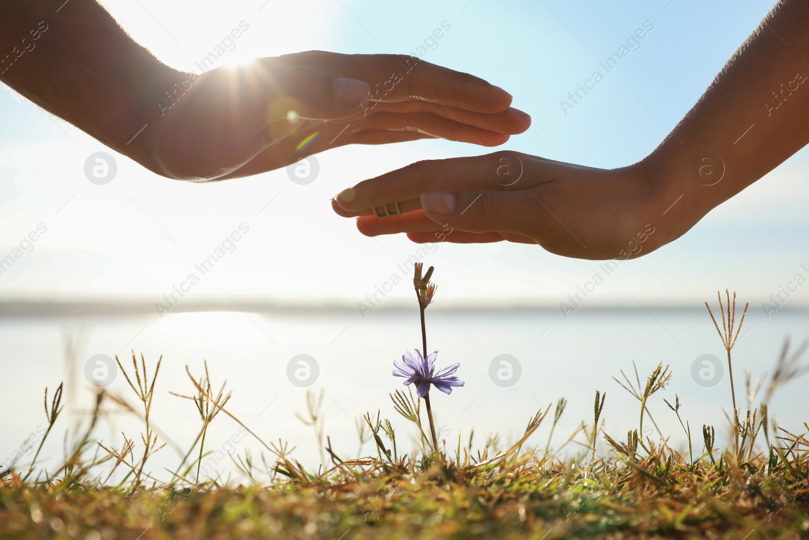 Photo of Couple holding hands over blooming flower outdoors, closeup. Nature healing power