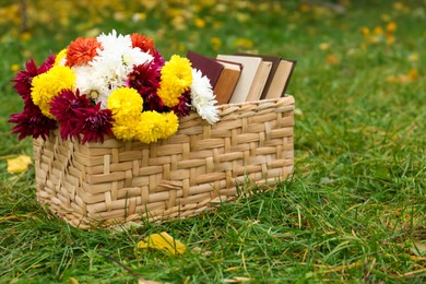Photo of Wicker basket with beautiful chrysanthemum flowers and books on green grass outdoors, space for text