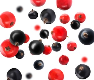 Image of Fresh red and black currants falling on white background