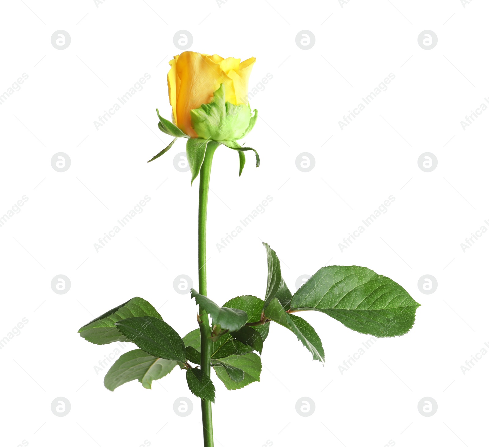 Photo of Beautiful blooming yellow rose on white background