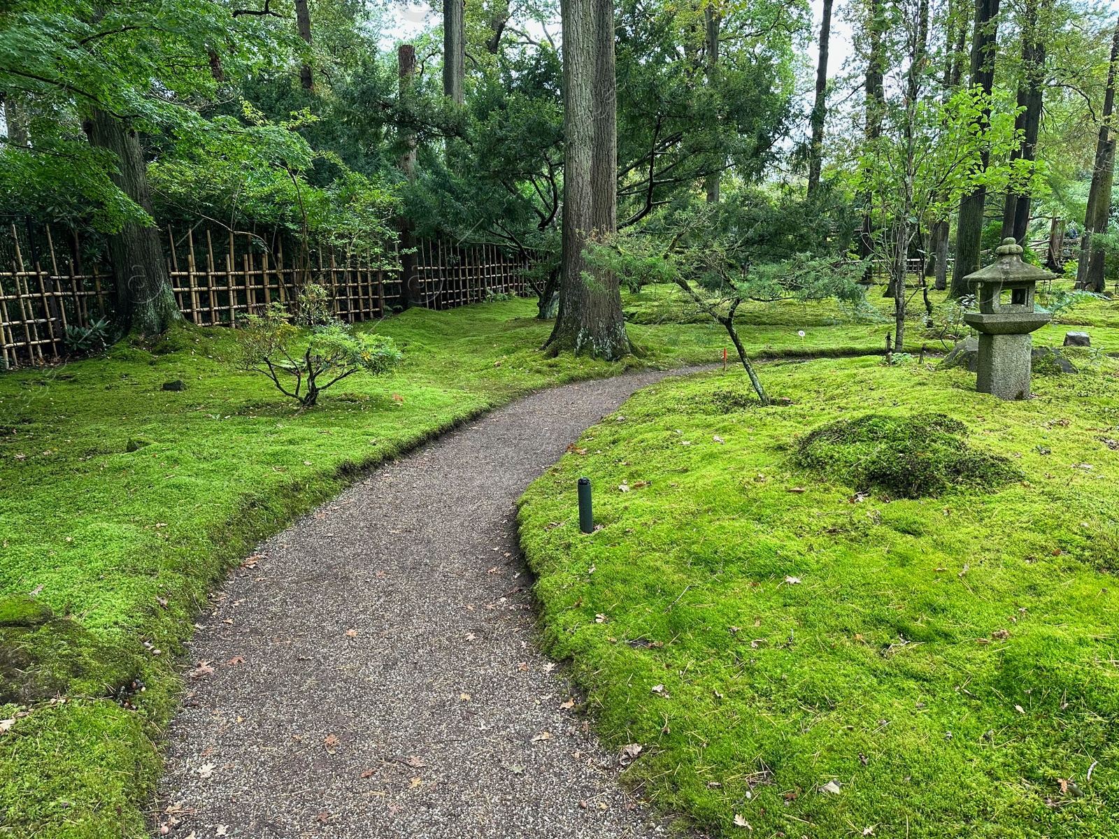 Photo of Bright moss, different plants, stone lantern and pathway in Japanese garden