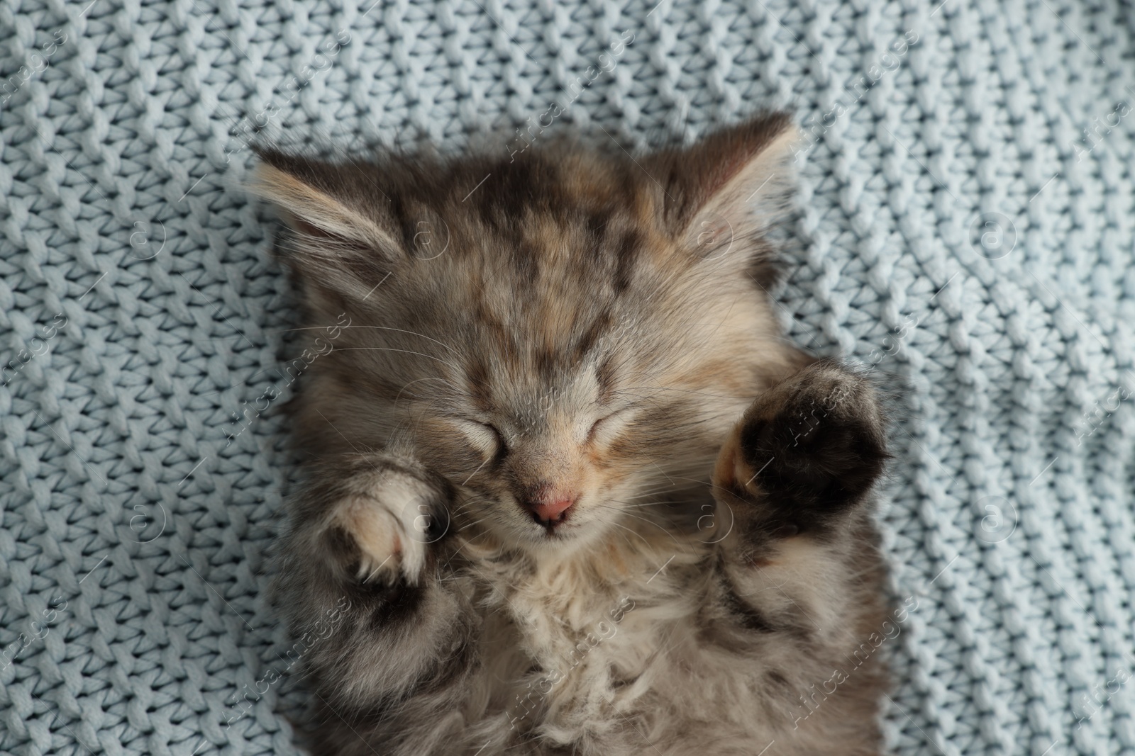 Photo of Cute kitten sleeping on light blue knitted blanket, top view