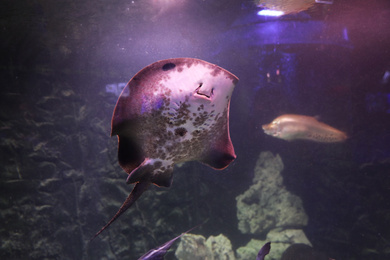 Photo of Tropical ray fish swimming in clear aquarium