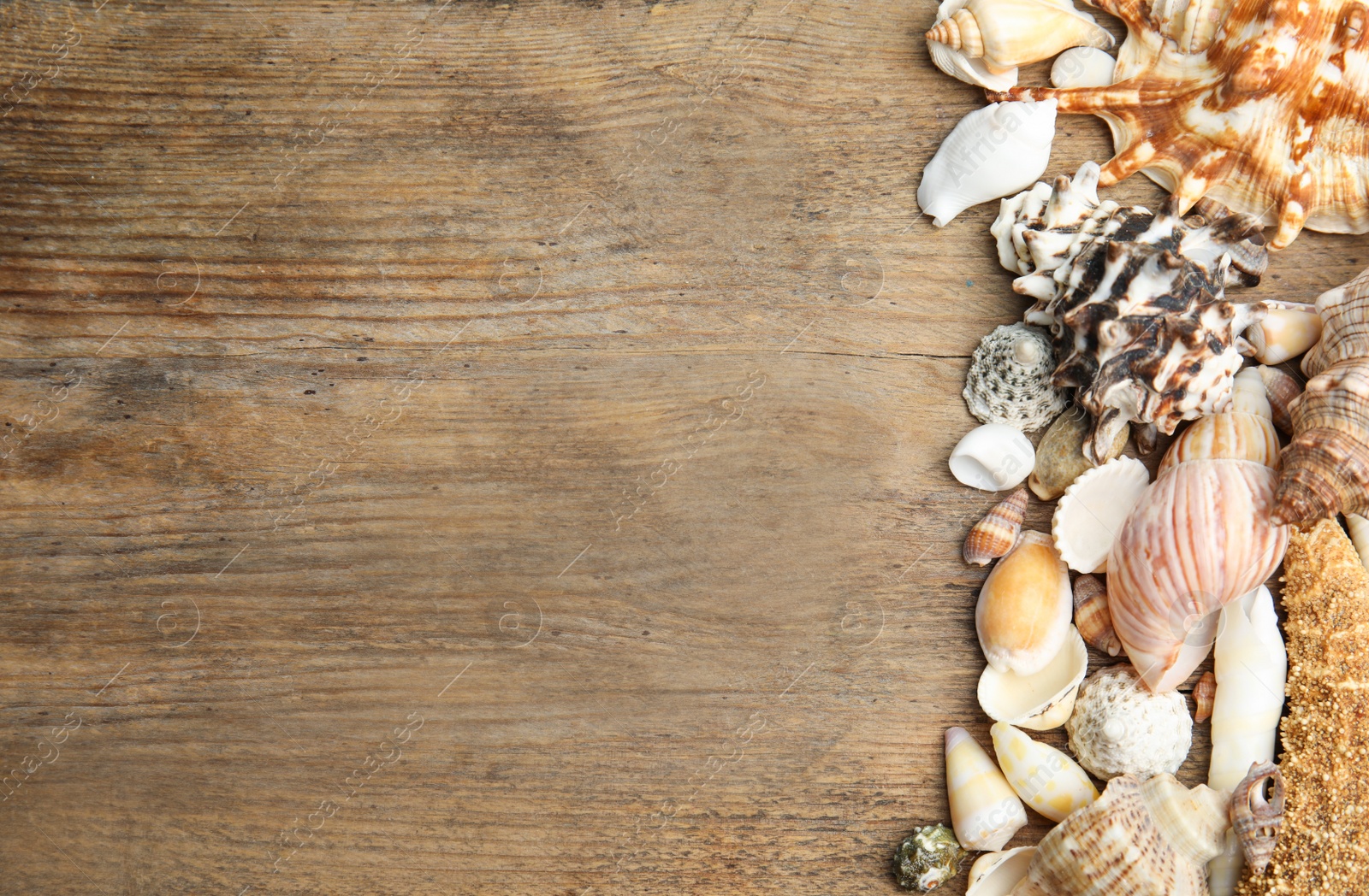 Photo of Sea shells on wooden background, flat lay. Space for text