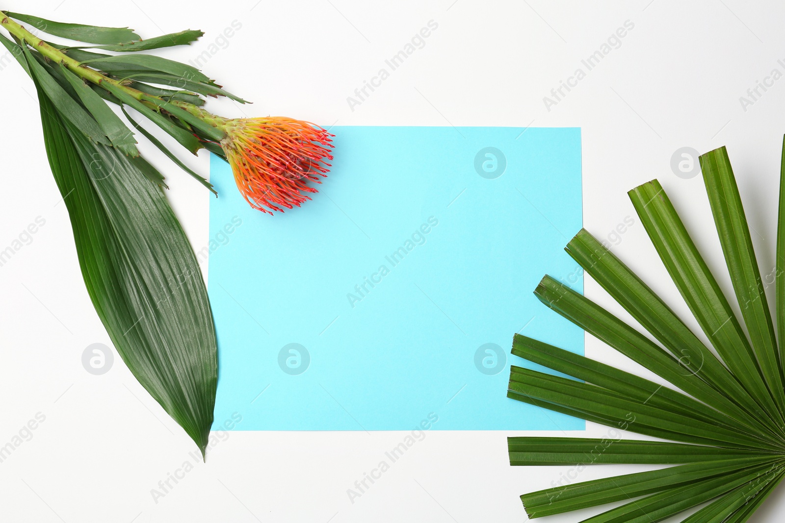 Photo of Creative composition with tropical leaves and protea flower on white background