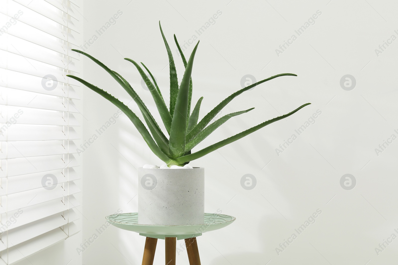 Photo of Beautiful potted aloe vera plant near white wall indoors, space for text
