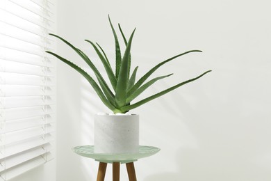 Photo of Beautiful potted aloe vera plant near white wall indoors, space for text