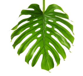 Fresh tropical monstera leaf on white background