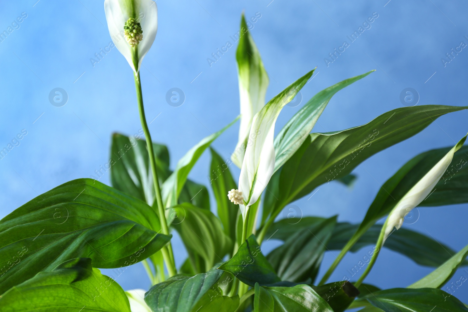 Photo of Flowers and leaves of peace lily on color background, closeup