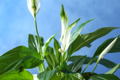 Flowers and leaves of peace lily on color background, closeup