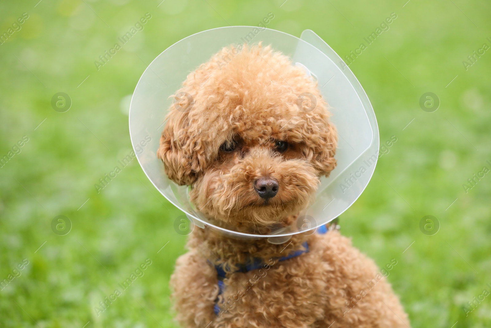 Photo of Cute Maltipoo dog wearing Elizabethan collar outdoors, closeup