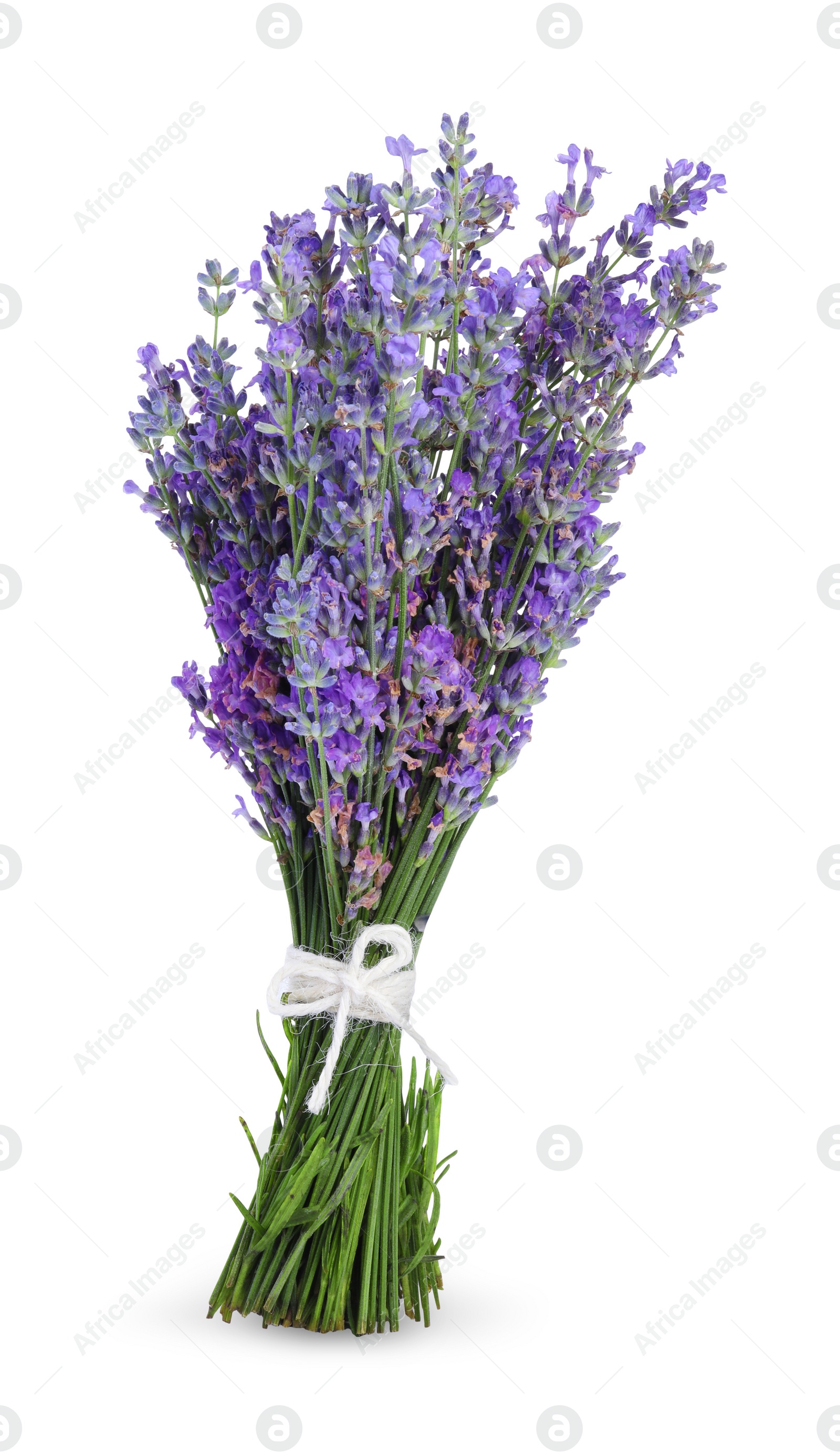 Photo of Bouquet of beautiful lavender flowers isolated on white