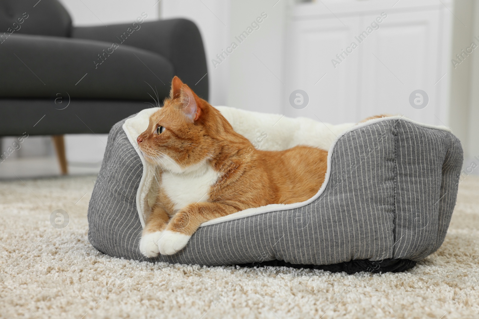 Photo of Cute ginger cat lying on pet bed at home