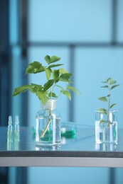 Photo of Laboratory glassware with plants on metal table, toned in blue