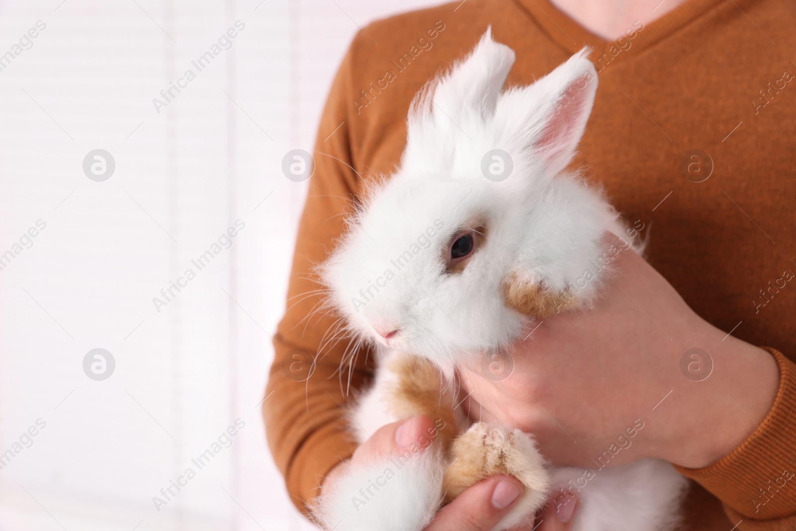 Photo of Man with fluffy white rabbit indoors, closeup and space for text. Cute pet