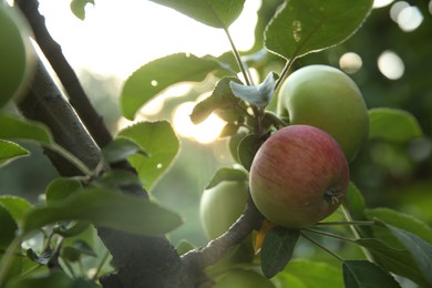 Photo of Ripe apples on tree branch in garden