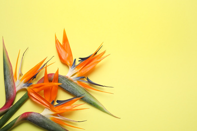 Photo of Flat lay composition with Bird of Paradise tropical flowers on yellow background, space for text