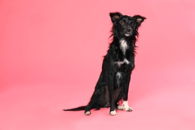 Cute long haired dog on pink background. Space for text