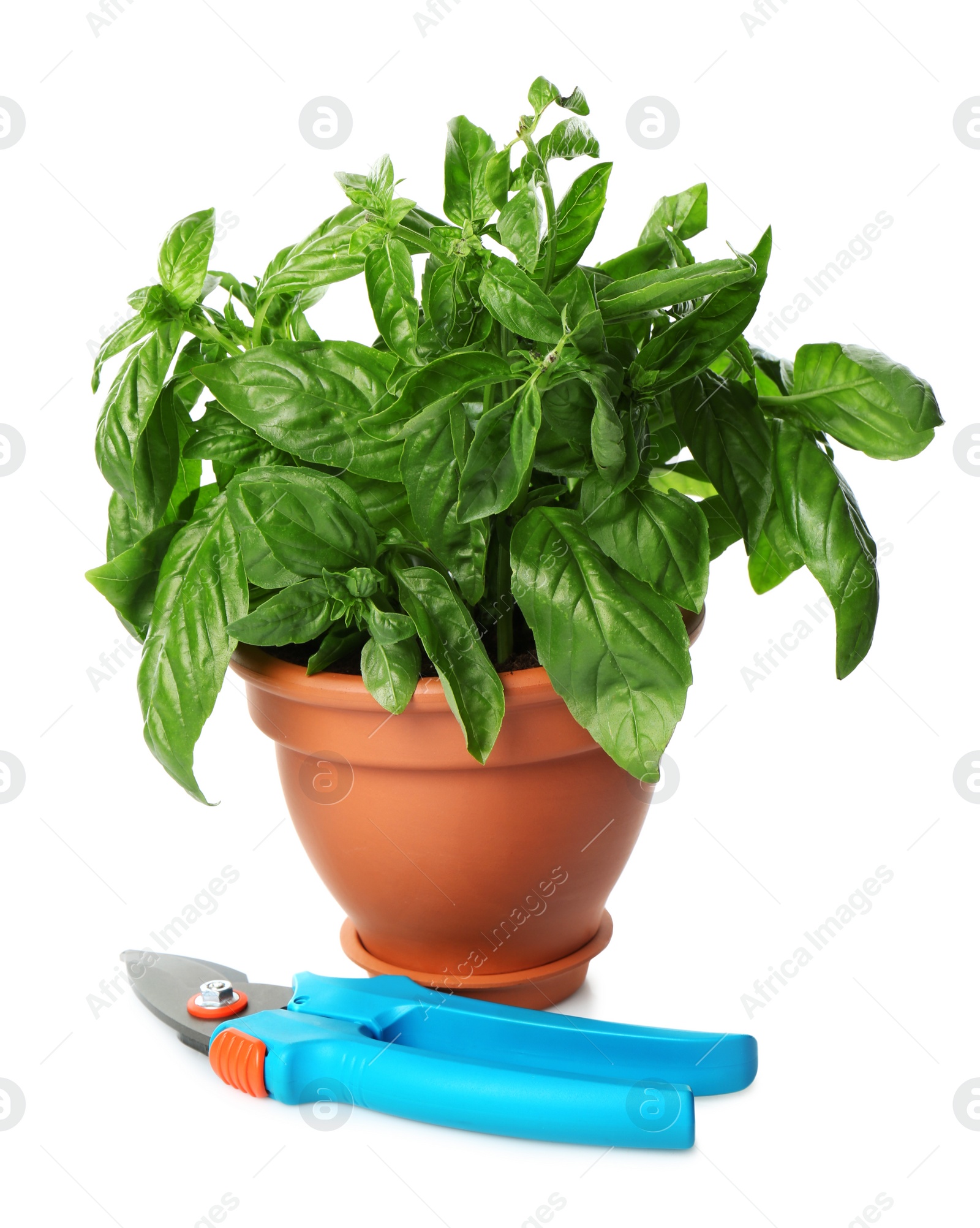 Photo of Potted green basil and pruner on white background